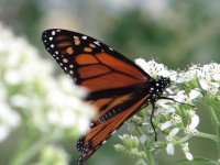 20100206 560.JPG